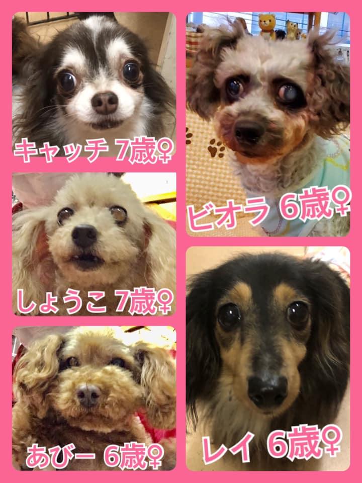 🐾今日の里親様募集中ワンコ🐶メンバーです🐾2020,6,7